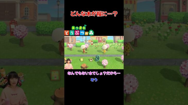 どんな木が桜に…？【あつまれ どうぶつの森(おすそ分け・2人プレイ)】#shorts #あつ森 #animalcrossing #夫婦実況 #ゲーム実況
