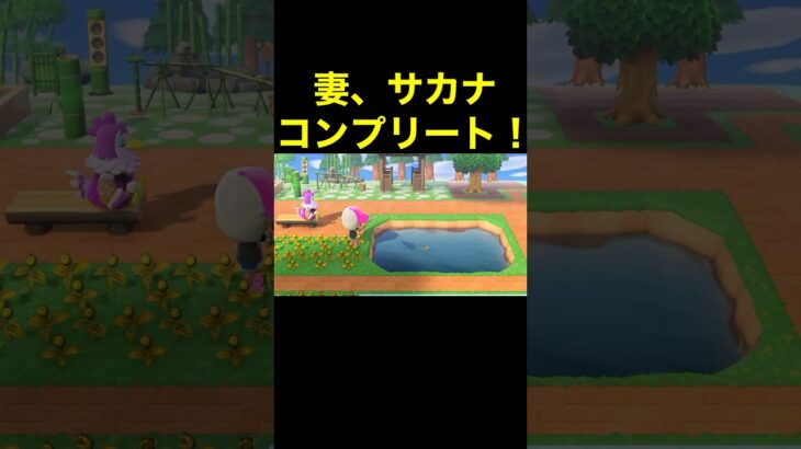 【妻、サカナコンプリート！あつ森#448】#shorts#switch#あつ森#あつまれどうぶつの森#ゲーム