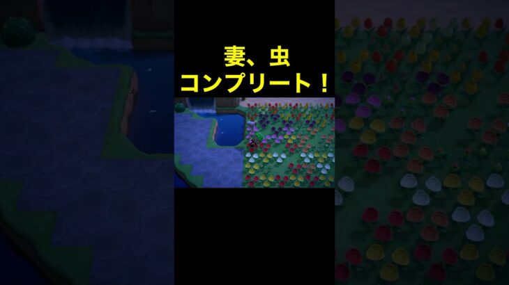 【妻、虫コンプリート！あつ森#449】#shorts#switch#あつ森#あつまれどうぶつの森#ゲーム