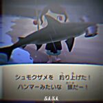 兄ちゃんのSwitchの方のあつ森のデータでタランチュラ島来て1週間前ぐらいに金持ちになれた！これであのタヌキに金を出して新しく家を広くしないと（？） #下書き