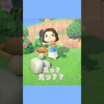 初かっぺいツアー！ハニワ育成の始まり〜 #あつ森 #ゲーム実況 #animalcrossing #nintendo #shorts