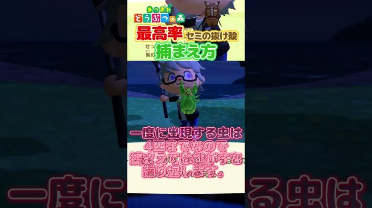 【あつもり】最効率！セミのぬけがらの捕まえ方　【攻略】 #shorts #あつ森 #セミのぬけがら #最効率 #攻略 #解説  #ゲーム実況