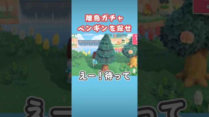 離島ガチャでペンギンの○○に出会えた【あつ森】#shorts #あつ森