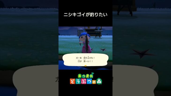 【あつ森】ニシキゴイが釣りたい　#shorts #あつ森