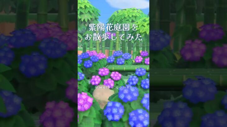 紫陽花庭園をお散歩してみた #あつ森 #島クリエイト #あつ森レイアウト  #shorts