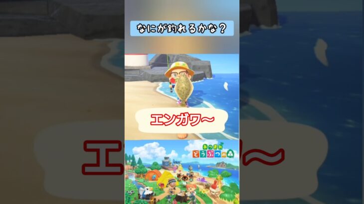 【#あつ森】エンガワ〜♪【#switch 】
