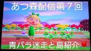 あつ森🌳【青バラ咲かせたい🟦🌹🟦】そして島クリ進捗状況です👍️