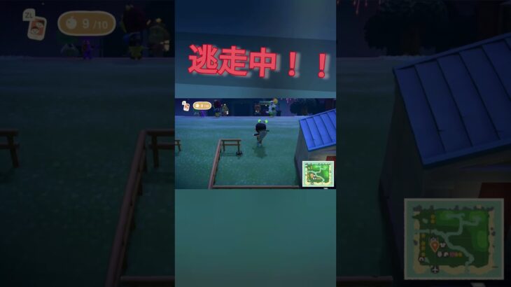 突然の鬼ごっこ！！＃あつまれどうぶつの森＃あつ森