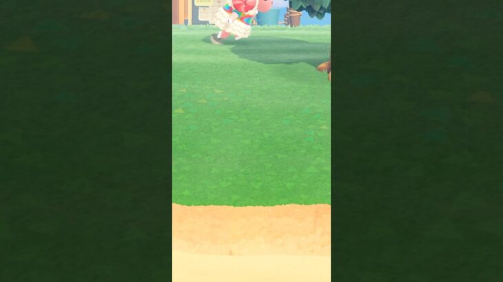 【あつ森】癒し🫧近づいてくるちゃちゃまる🥺