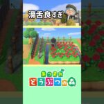 【あつまれどうぶつの森】な…なんて？？ #あつ森 #あつまれどうぶつの森