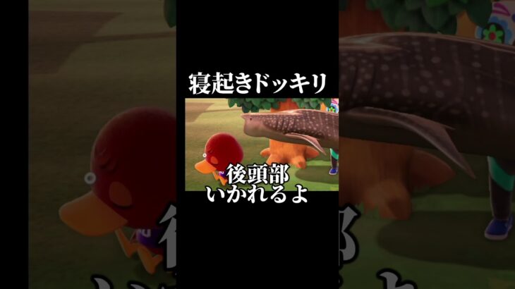 寝起きドッキリ #あつ森 #あつまれどうぶつの森
