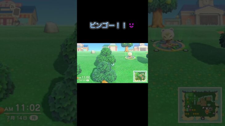 あつ森　#214　まったりしていきませんか？🐿️🎵