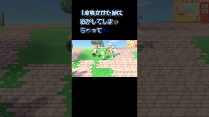 あつ森　#219　まったりしていきませんか？🪰～🎵