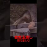 カンガルーの最期 #おもしろ #玉 #金運 #500円 #動物 #あつ森