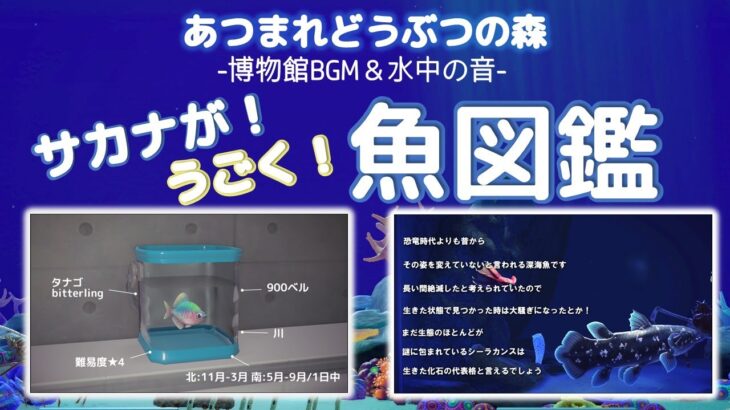 サカナが！動く！あつまれどうぶつの森魚図鑑【あつ森/作業用BGM/博物館BGM/水中の音】