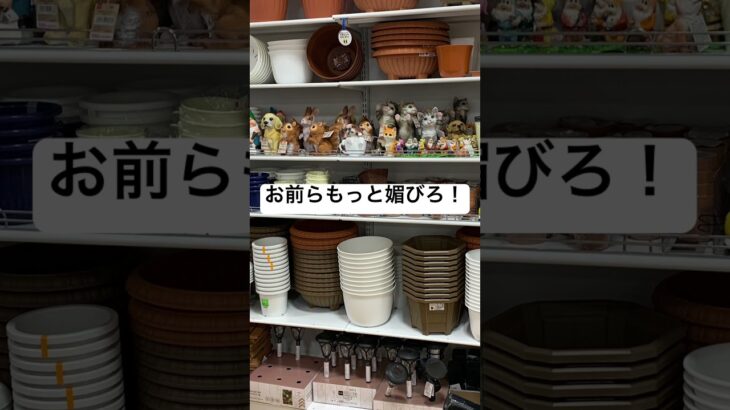 #あつ森 #japan