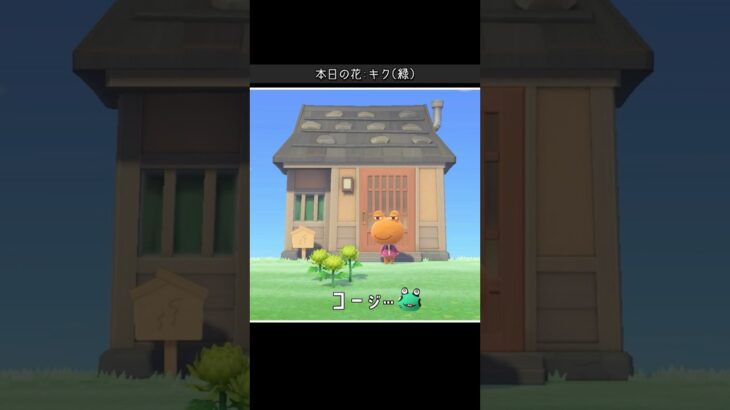 【あつ森】この結果は名前を間違えたせい？#shorts #サム #あつ森