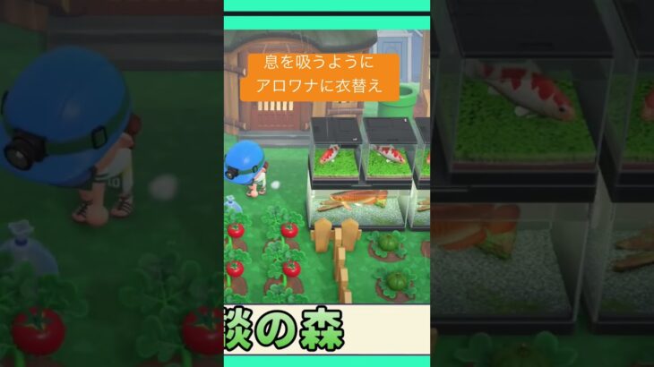 【あつ森切り抜き配信】ニシキゴイの衣替え #あつ森 #ゲーム実況 #あつまれどうぶつの森 #実況 #shorts