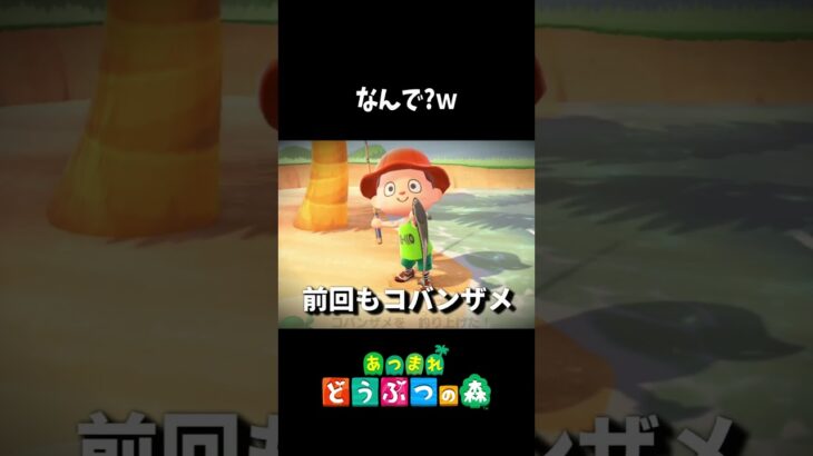 サメが連続で来た？！【あつ森】#shorts