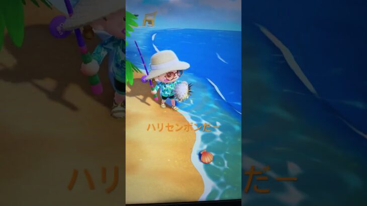 #あつ森#あつまれどうぶつの森#どうぶつの森#スイッチ#switch#ニンテンドー#任天堂#nintendo#動物#釣り#釣り竿#魚釣り#海#海の生物#海の生き物#ハリセンボン