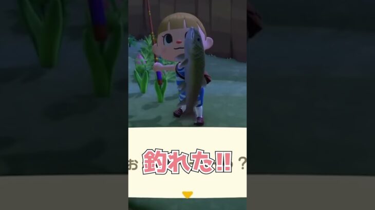 レア魚が釣れまくる島に来た現金な奴【あつ森】
