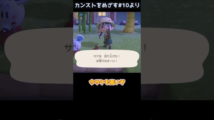 【あつ森】　道具箱とめ　と　サケ　　　　　　　　　　　　　 #あつまれどうぶつの森 #あつ森