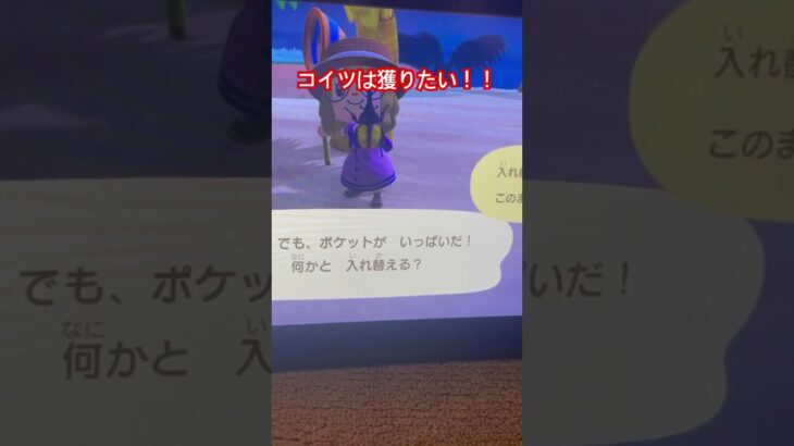 絶対にゲットしたい‼️ #あつ森 #あつまれどうぶつの森 #ゲーム #虫取り#カブトムシ#ヘラクレスオオカブト #こどもとあつ森