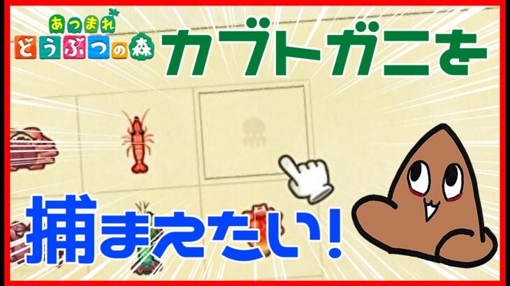 【あつ森】カブトガニを捕まえに行く！！！