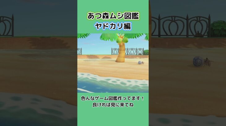 【あつ森】ムシ図鑑 ヤドカリ編🌊🐚