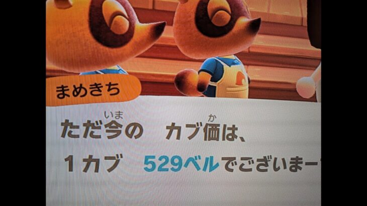 【あつ森】カブ５２９島開放中！高評価、チャンネル登録で無料！
