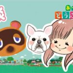 あつ森初心者、人生初のゲーム配信で雑談テスト【一人暮らし独身女と犬】