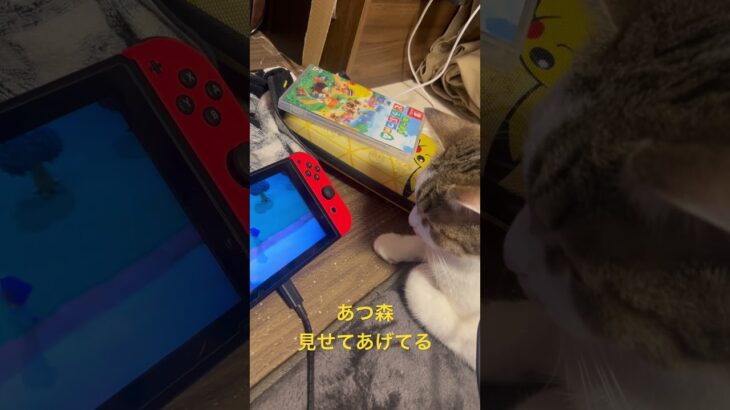 あつ森を見せてあげました。つまらなそうでした。