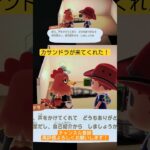 【どうぶつの森】カサンドラ〜　アレキサンドラ見たいな？ #あつ森 #ゲーム実況 #どうぶつの森 #ゲーム #どう森 #配信初心者