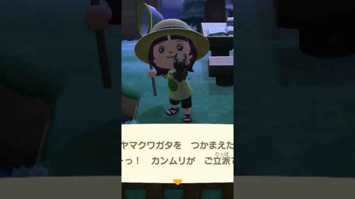 カブトムシをコンプするぞ〜 #あつ森