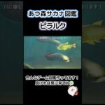 【あつ森】魚図鑑 ピラルク🐠
