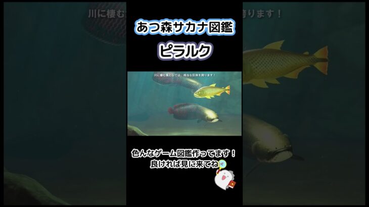 【あつ森】魚図鑑 ピラルク🐠
