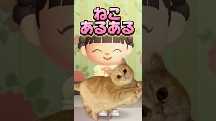 ねこあるある-ペットに遊ばれるパパ/あつ森アニメ#あつまれどうぶつの森