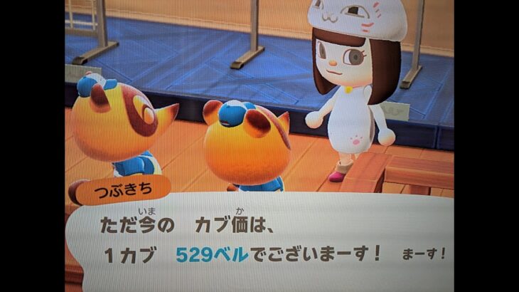 【あつ森】カブ５２９島開放中！高評価、チャンネル登録で無料！