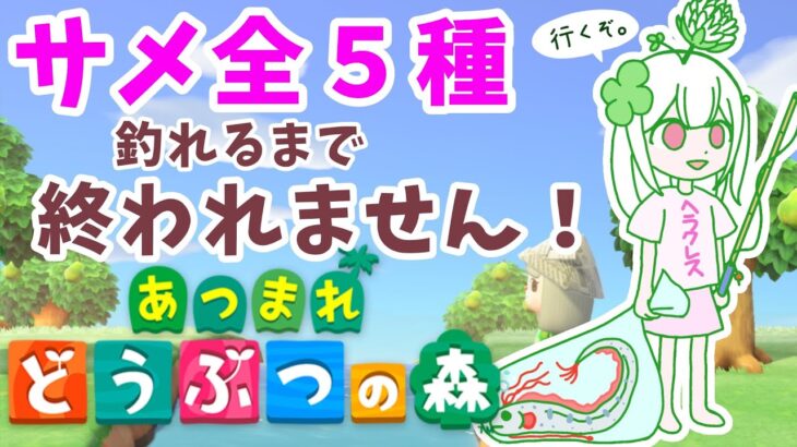 【#あつ森 #雑談 】サメ５種釣り耐久！🐟🎣がんばります！#新人vtuber #freetalk