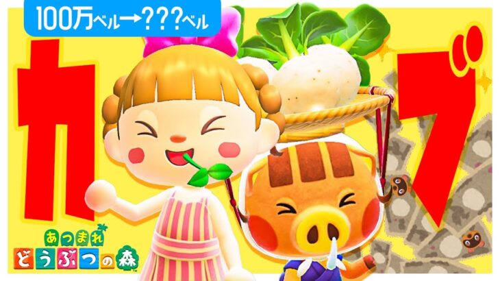 【あつ森】100万ベルを”カブ”で増やす🌱🌱🌱【お金稼ぎ】