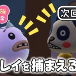 【あつ森アニメ】パンダ家族の日常 第183話「ユウレイを捕まえるぞ!!」【2025年8月15日(金) 18時～プレミア公開】