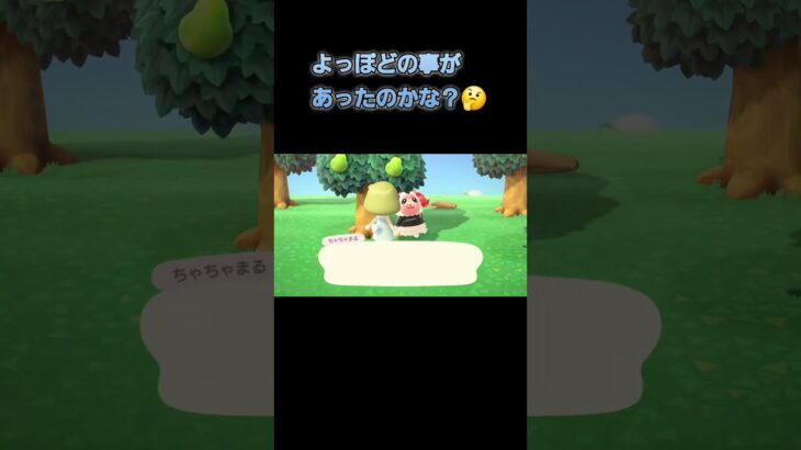 あつ森　#237　まったりしていきませんか？🐑✨️