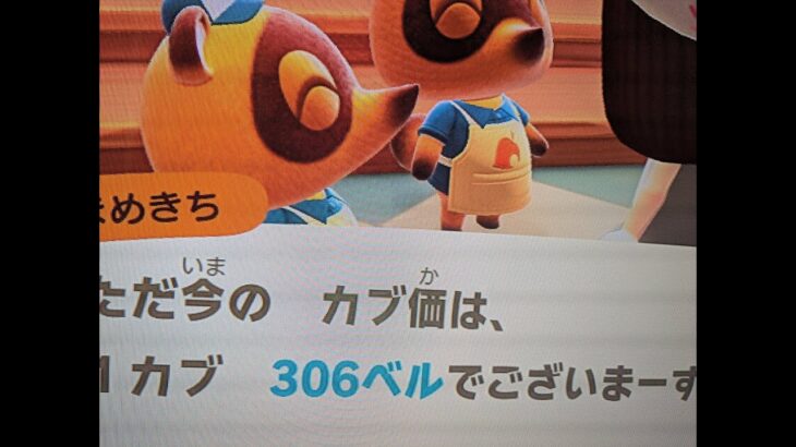 【あつ森】カブ306島開放中！高評価、チャンネル登録で無料です！