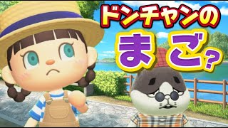 【あつ森アニメ】新作！ドンチャンの孫!?ストロベリーホームパパ37話（あつまれどうぶつの森）