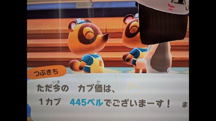 【あつ森】カブ445島開放中！高評価、チャンネル登録で無料です！