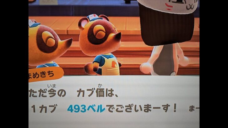 【あつ森】カブ493島開放中！高評価、チャンネル登録で無料です！