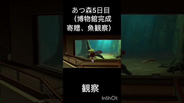 あつ森5日目（博物館完成、寄贈、魚観察）#あつまれどうぶつの森