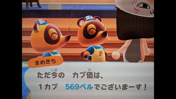 【あつ森】カブ569島開放中！高評価、チャンネル登録で無料です！