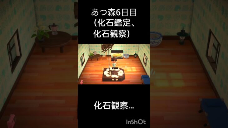 あつ森6日目（化石鑑定、化石観察、おまけ）#あつまれどうぶつの森