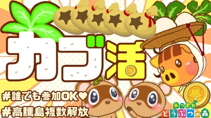 【あつ森】600ベル以上複数解放｜カブ活高騰島｜ライブ【あつまれどうぶつの森】